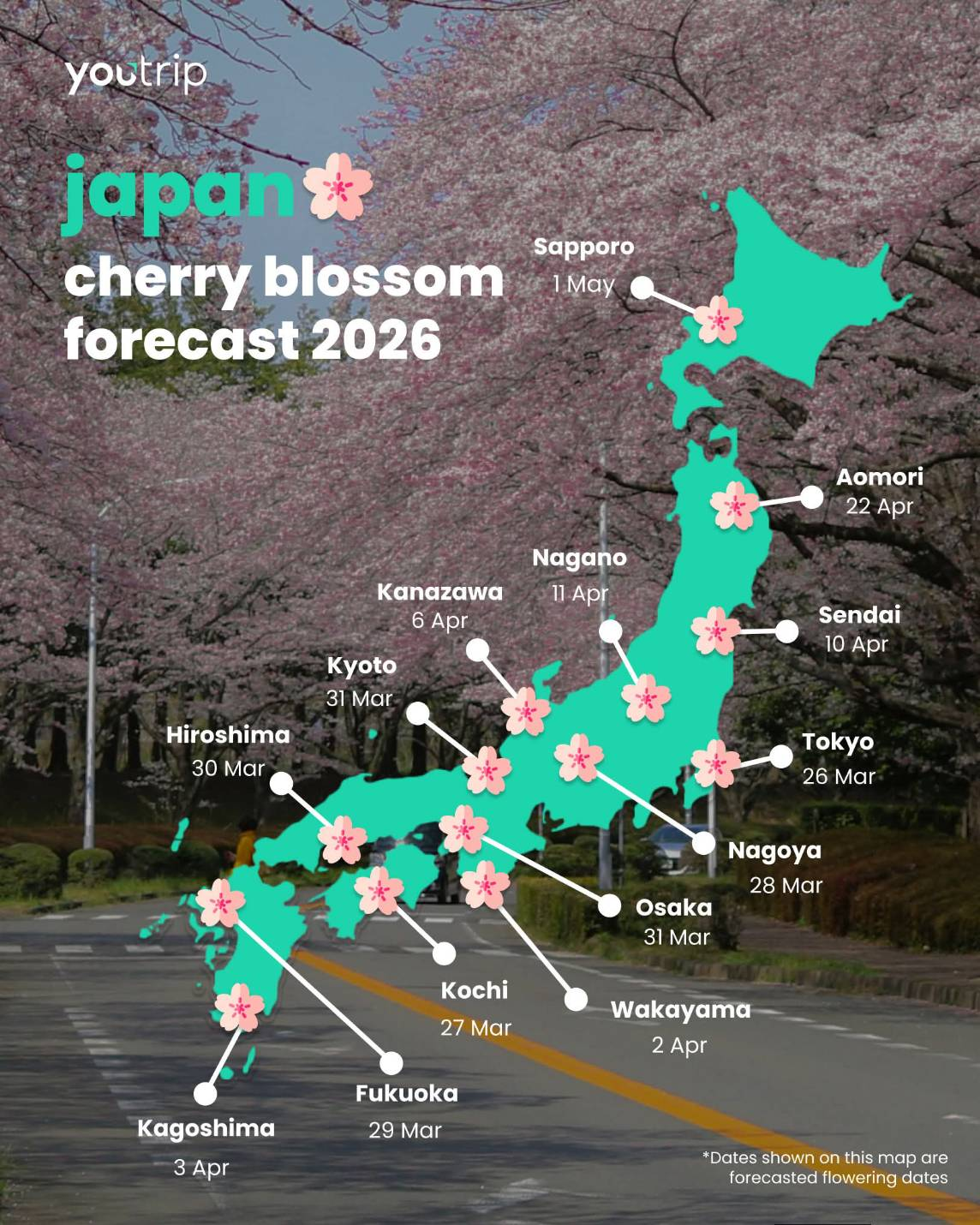 Japan Cherry Blossom Forecast Data